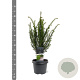 Taxus baccata 40-50 cm 3,0L