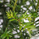 Taxus baccata 80-100 cm 4,0L