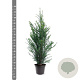 Taxus baccata 80-100 cm 7,5L