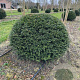 Taxus baccata 120-130 cm draadkluit bol