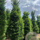 Taxus baccata 300-350 cm draadkluit solitair