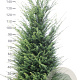 Taxus baccata 160-180 cm met kluit extra