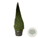 Taxus baccata 400-450 cm cont. 500L piramide