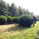 Taxus baccata 200-210 cm draadkluit bol