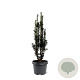 Taxus b. 'Black Tower' 40-50 cm 3,0L