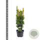 Taxus b. 'David' 40-50 cm 3,0L