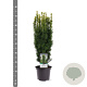 Taxus b. 'David' 50-60 cm 3,0L
