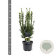 Taxus media 'Hillii' 40-50 cm 3,0L