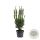 Taxus media 'Hillii' 40-50 cm 3,0L
