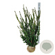 Taxus media 'Hillii' 100-120 cm met kluit