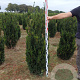 Taxus media 'Hillii' 140-160 cm met kluit
