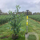 Prunus l. 'Caucasica' 80-100 cm met kluit