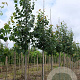 Tilia cordata 'Greenspire' 8-10 HO draadkluit