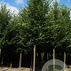 Tilia cordata 'Greenspire' 20-25 HO draadkluit