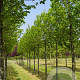 Tilia cordata 'Greenspire' 20-25 HO draadkluit