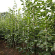 Tilia europaea 'Euchlora' 8-10 HO draadkluit