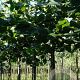 Tilia europaea 'Zwarte Linde' 10-12 HO draadkluit