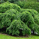 Ulmus 'Camperdownii' 35-40 HO draadkluit 220 cm stam