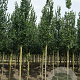 Ulmus 'Columella' 10-12 HO draadkluit