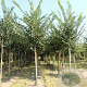Ulmus Lutece 25-30 HO draadkluit 250 cm stam