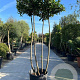 Prunus l. 'Caucasica' hoogstam container dakvorm