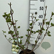 Viburnum plic. 'Grandiflorum' 50-60 cm 4,0L