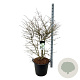 Viburnum plic. Kilimandjaro 150-175 cm cont. 55L extra