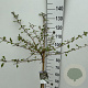 Viburnum plic. Kilimandjaro 90 cm stam 7,5L