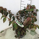 Viburnum plic. 'Mariesii' 50-60 cm 5,0L
