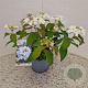 Viburnum plic. 'Watanabe' 30-35 cm 2,5L