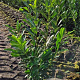 Prunus l. Elly 80-100 cm met kluit