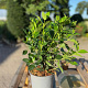 Viburnum tinus 30-40 cm 2,5L