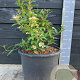 Viburnum tinus 30-40 cm 20L