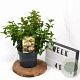 Viburnum tin. 'Eve Price' 30-40 cm 3,0L