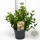 Viburnum tin. 'Eve Price' 30-40 cm 3,0L