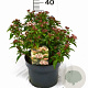Viburnum tin. 'Eve Price' 40-50 cm 5,0L