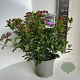 Viburnum tin. 'Gwenllian' 40-45 cm 5,0L