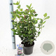 Viburnum tin. Lisarose 25-30 cm 2,0L