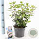 Viburnum tin. Lisarose 25-30 cm 2,0L