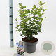 Viburnum tin. Lisarose 30-40 cm 3,0L