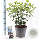 Viburnum tin. Lisarose 35-45 cm 5,0L