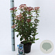 Viburnum tin. Spirit 25-30 cm 2,0L