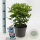 Viburnum tin. Spirit 25-30 cm 2,0L