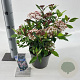 Viburnum tin. Spirit 30-35 cm 3,0L