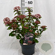 Viburnum tin. Spirit 30-40 cm 3,0L