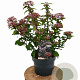 Viburnum tin. Spirit 30-40 cm 3,0L