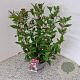 Viburnum tin. Spirit 40-45 cm 2,5L