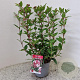 Viburnum tin. Spirit 40-45 cm 2,5L