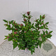 Viburnum tin. Spirit 40-45 cm 2,5L