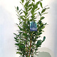 Prunus l. Elly 120-130 cm 6,5L